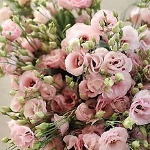Pink Lisianthus