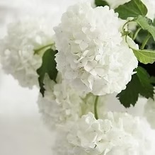 White Hydrangea